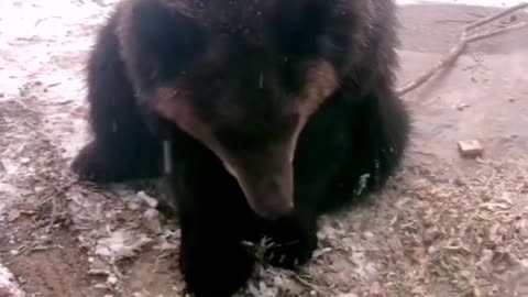 Brown bear