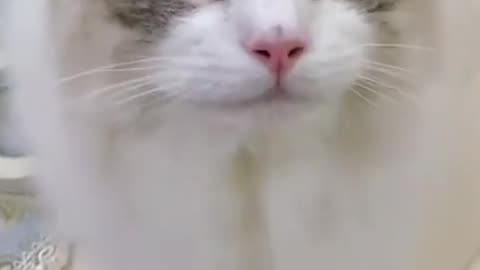 Aww Cute Cats Videos #catmeow Funny Animals Compilation😹 Try Not To Laugh Challenge #shorts #8
