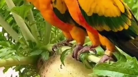 Pet Cats Beautiful Bird And Animal 4K HD Adorable Photography By Nature.
