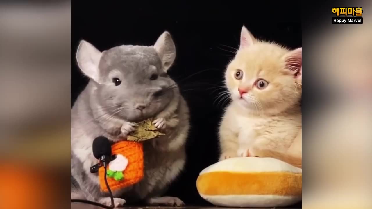 Funny Animals moments compilation
