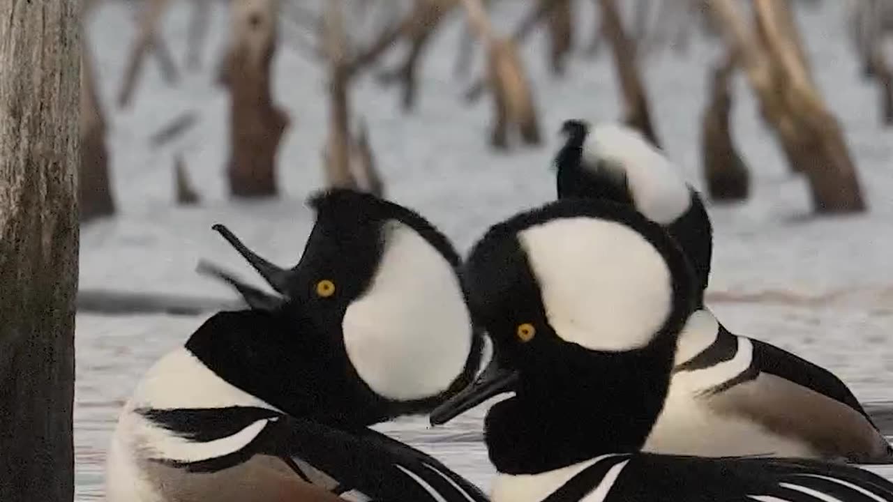 Hooded merganser getting all fired up for the lady’s