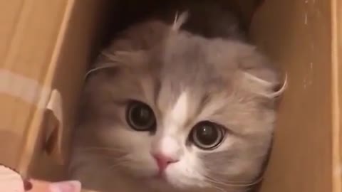 love cat