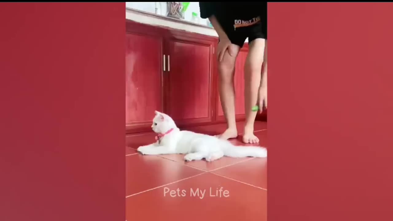 Best funny videos