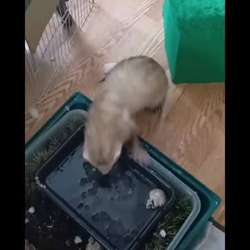 Throwing snow at my Ferret!!