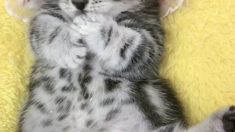 Sweet cats