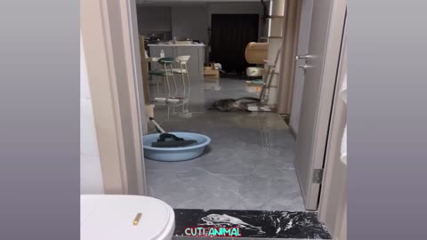 funny cat ninja you will laught