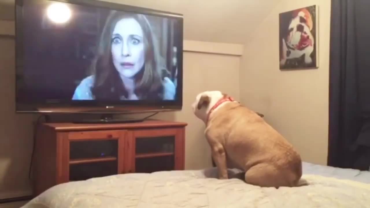 Bulldog watches horror movie, does something incredible during scary scene