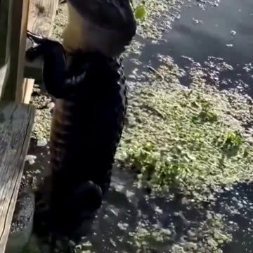 When you thought alligators couldn't climb fences, but this gator had other ideas! 🐊