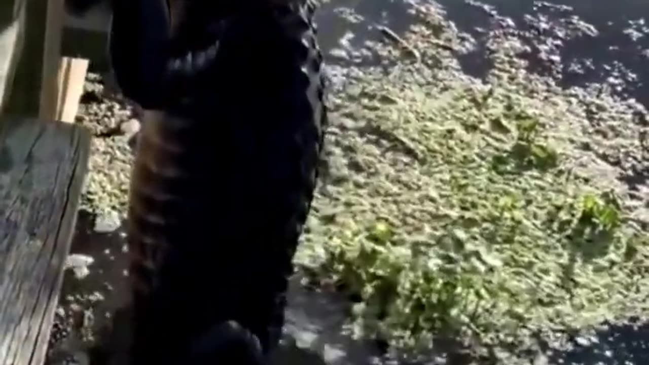 When you thought alligators couldn't climb fences, but this gator had other ideas! 🐊