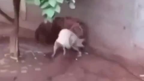 Dog Vs Tiger