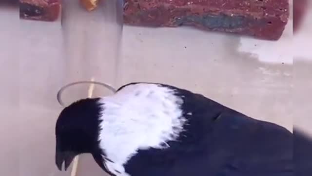 Smart Bird