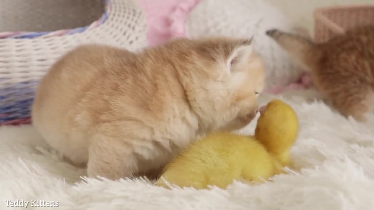 Funny cat cute