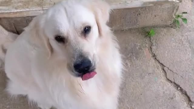 Smart dog knows how to buy beer for his owner