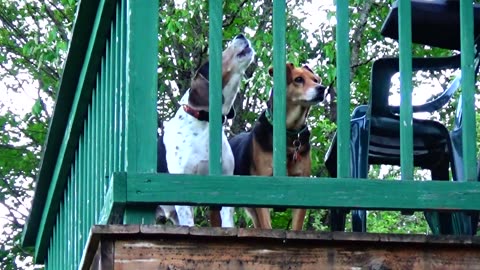 Barking Beagle