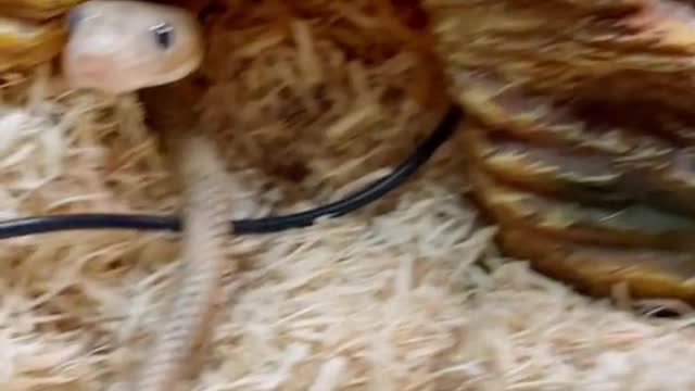 Cute snake