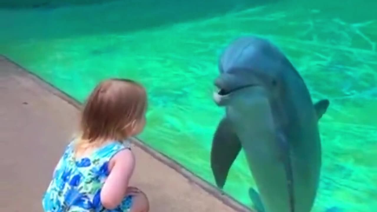 This little girl formed an adorable connection with a friendly dolphin 😮 🥰