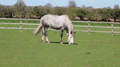 The blond horse