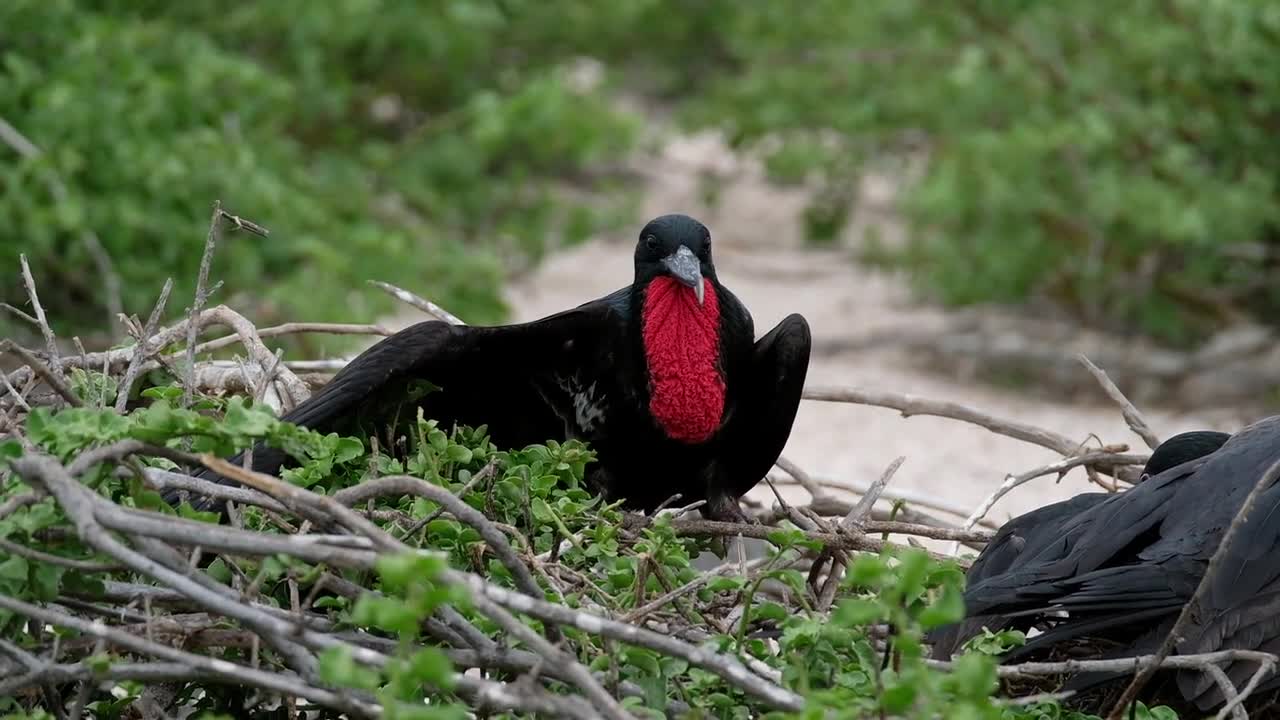 Birds in Their Nest Of Twigs And Sticks