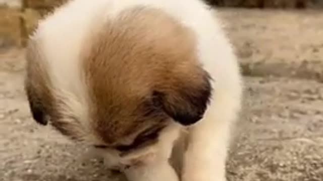 Dog funny comedy 😂🤣