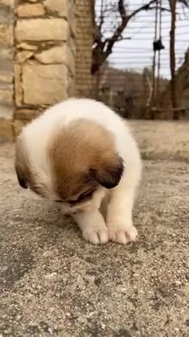 Dog funny comedy 😂🤣