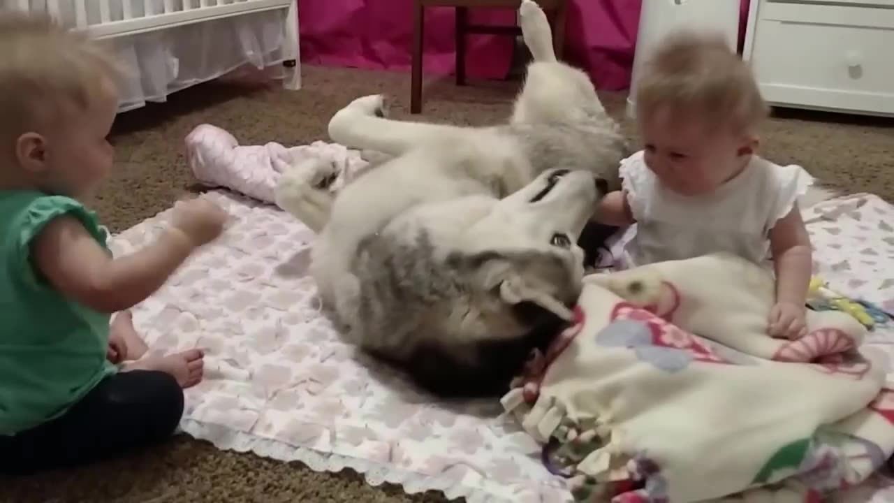 husky with cute baby