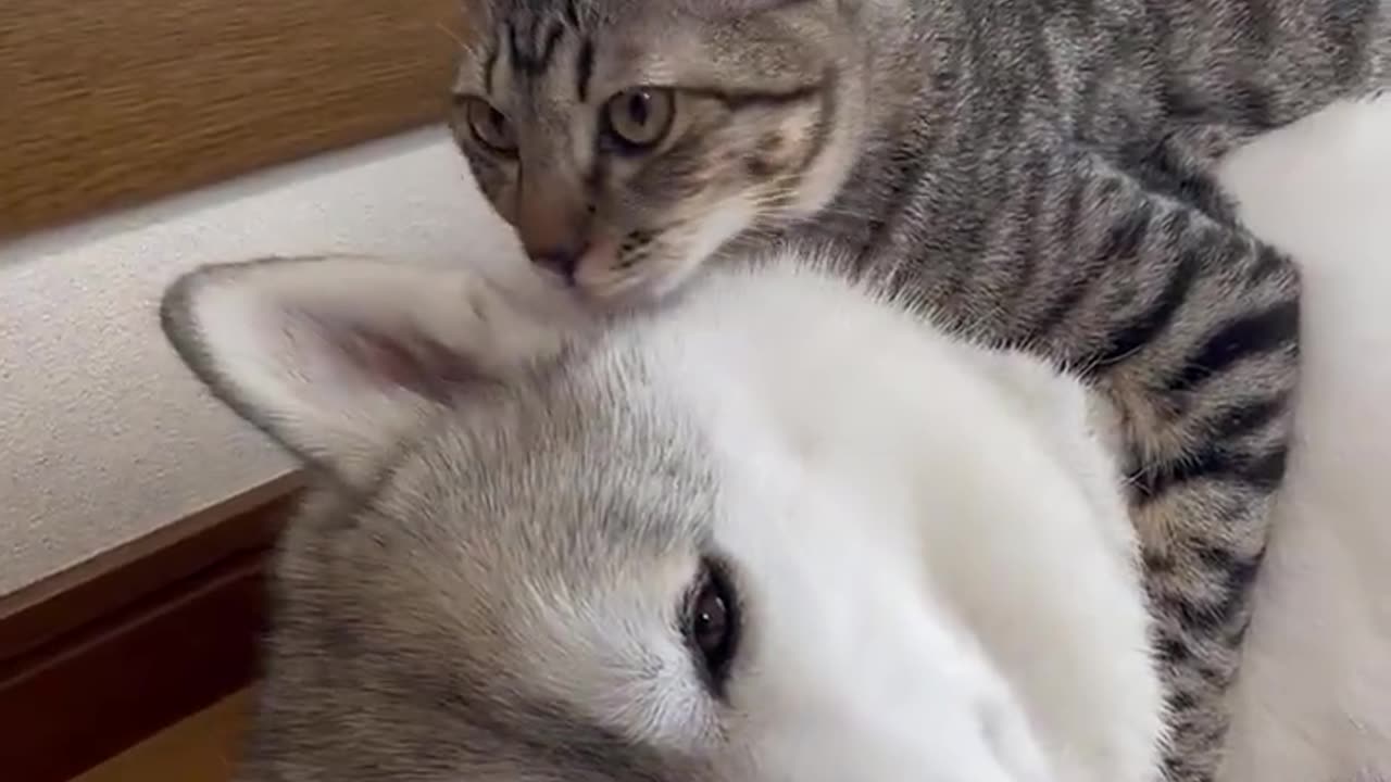 Cat 🐈 Love ❤️ with Dog 🐕