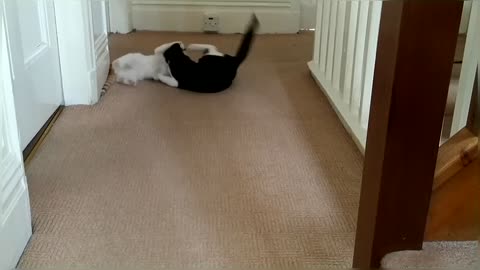 Epic Cat fight