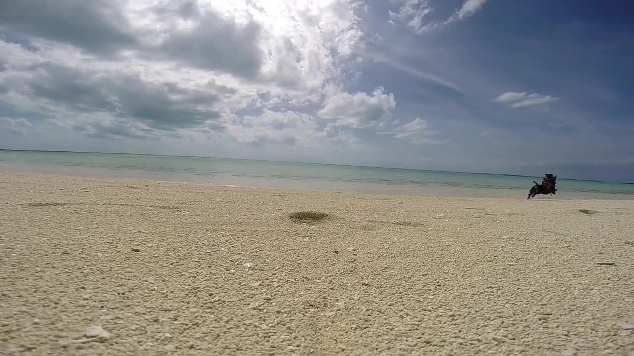 Crusoe the Pirate Dachshund [Segment from Full Bahamas Video]