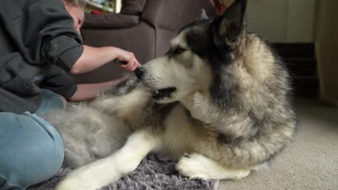 14 maneiras pelas quais os cães podem sugar a vida de você