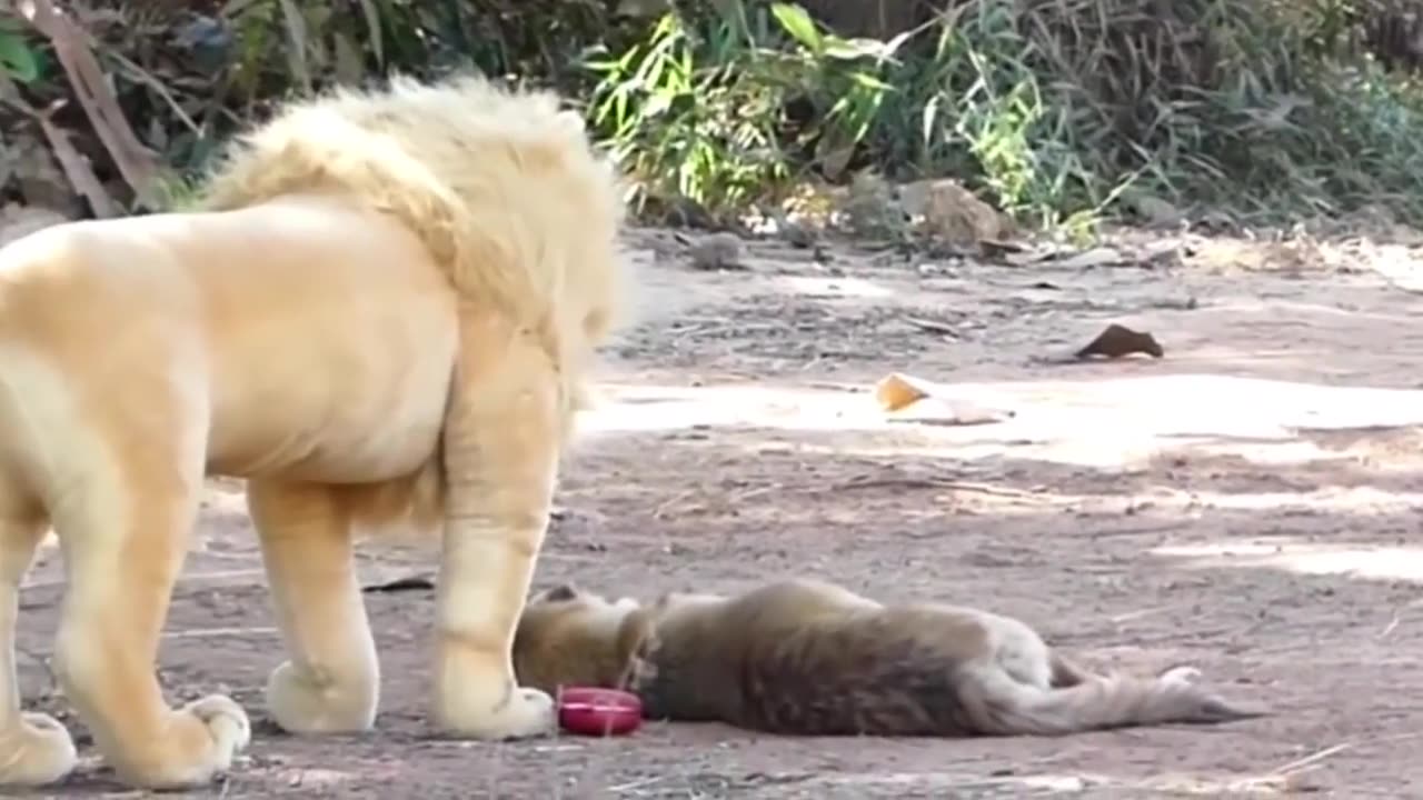 Funny dogs video