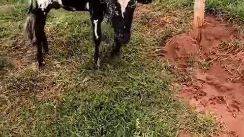 cow