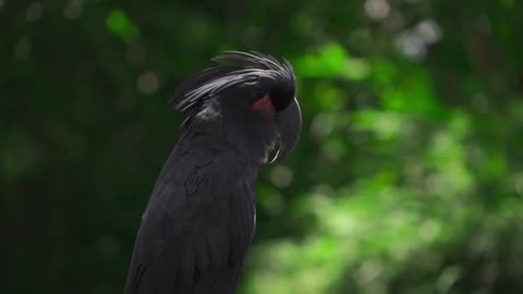 Beautiful parrot