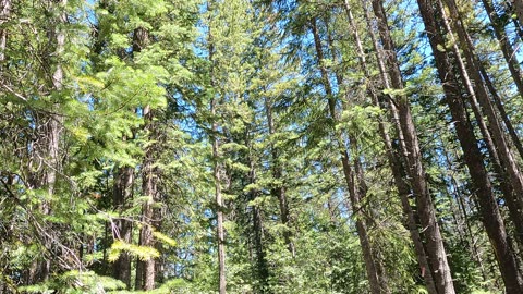 Trestle Bike Park