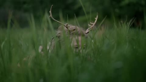 Heilung - Anoana