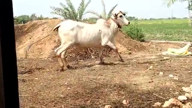 A good Gir cow of India