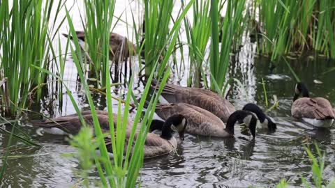 Ducks on wild