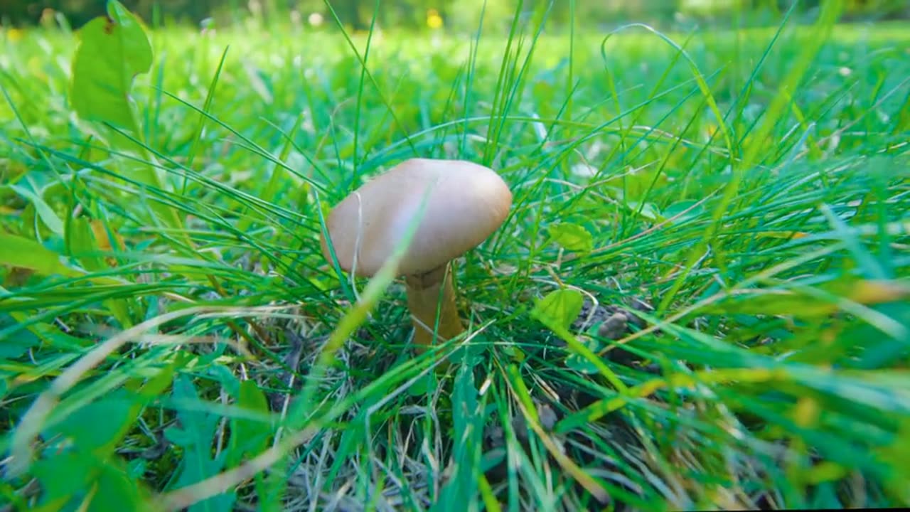 Mushroom