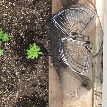 Cannabis Garden Update: April 2024
