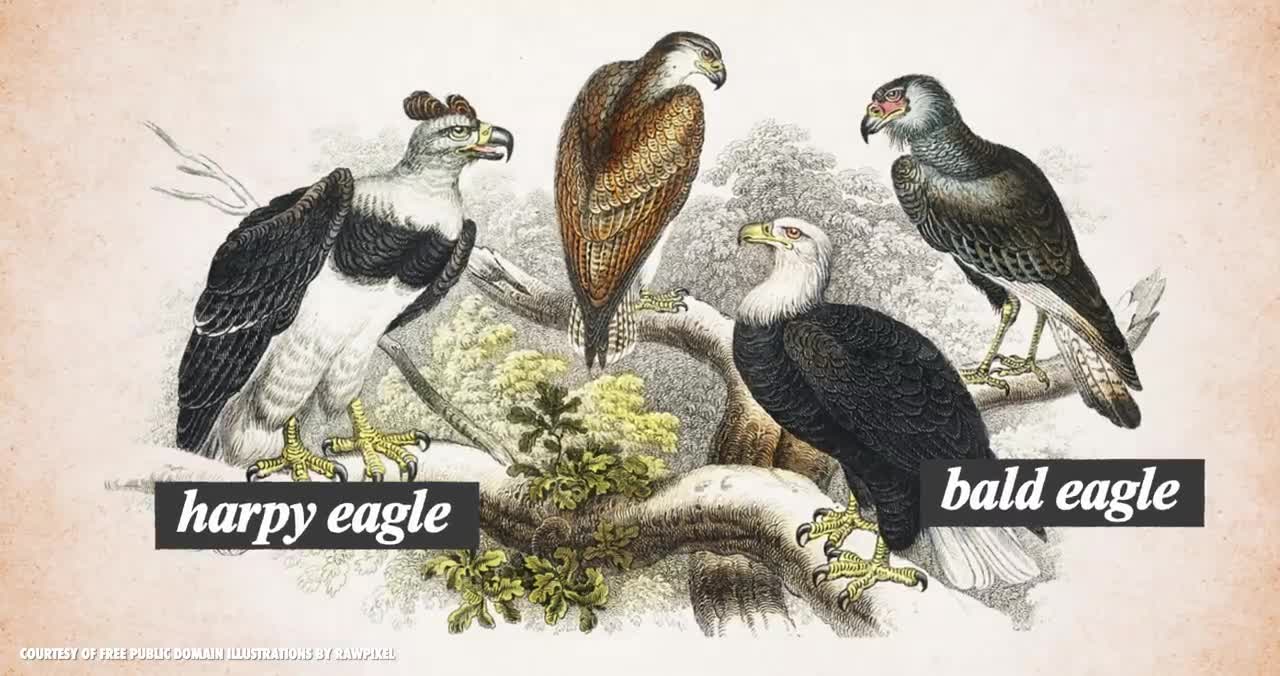 Bald Eagle: America’s Fursona