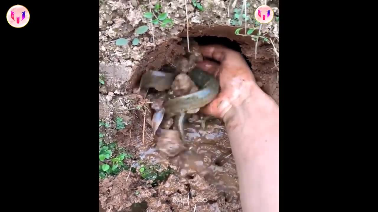 Captura de mariscos emocionante y relajante