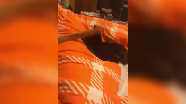 Cute Black Cat Got Wracked By Dog's Tail