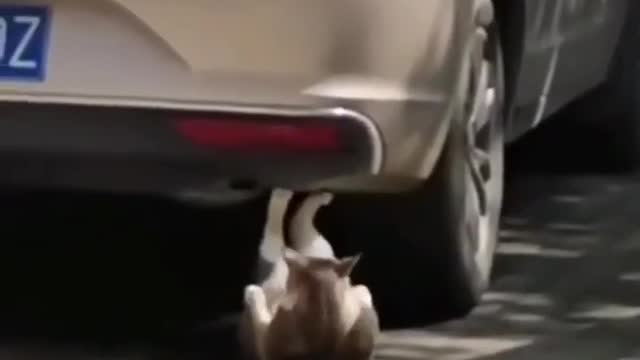 Cute cat 🐈 doing exercise