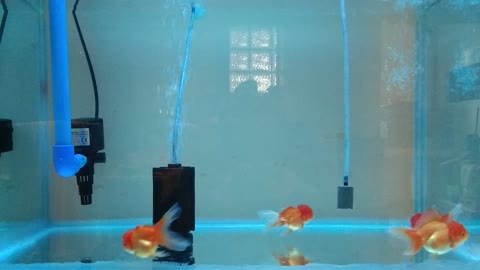 Baby Little Oranda Gold fish