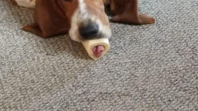 Basset Hound Licks Through Bone