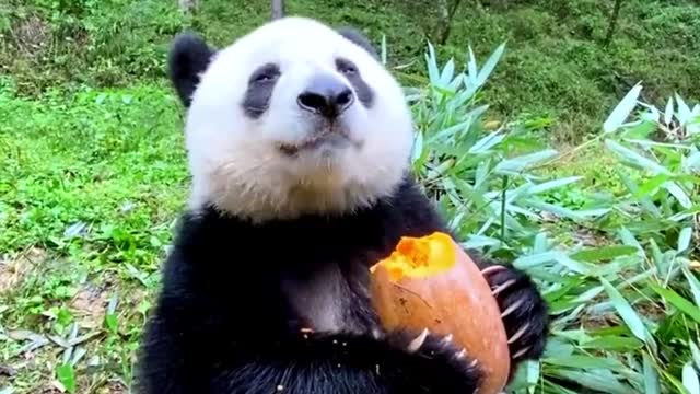 A Hungry Panda Enjoys Its Lunch