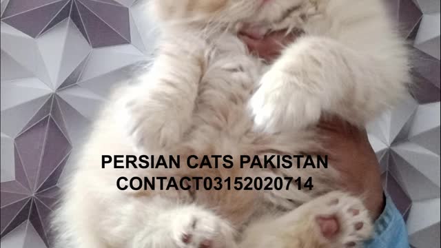 Lite Fown Color Cute Pie Persian Kitten Pictures