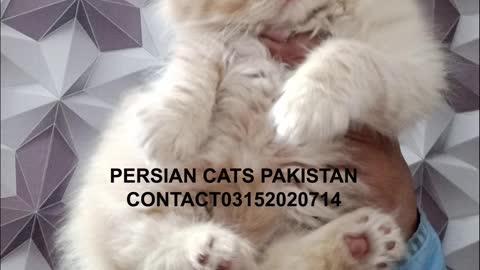 Lite Fown Color Cute Pie Persian Kitten Pictures