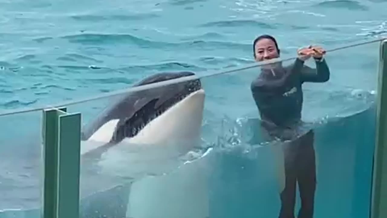 Adorable dolphin caught dancing,crowd go crazy