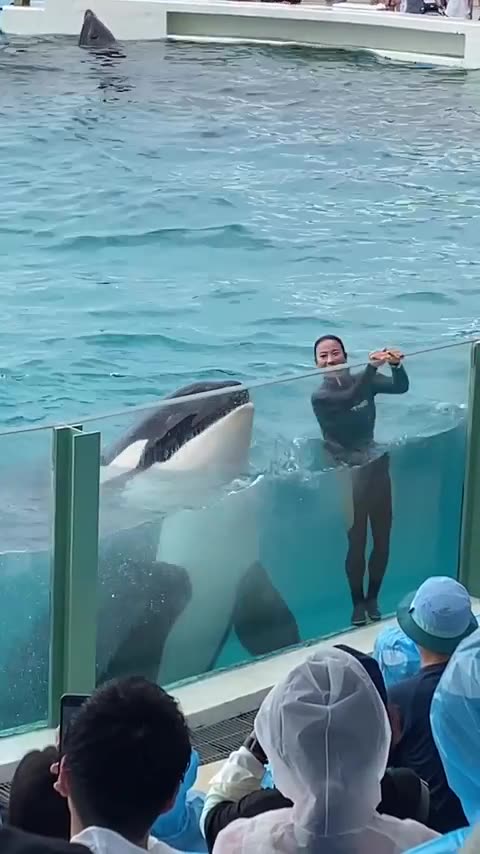 Adorable dolphin caught dancing,crowd go crazy