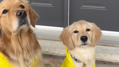 My Dogs and their rainy day outfits ☔️ #dogs #puppy #goldenretriever #dogshorts #puppies